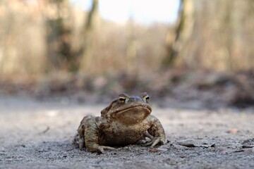 Gray toad (Bufo bufo) on a forest road during the mating season in spring