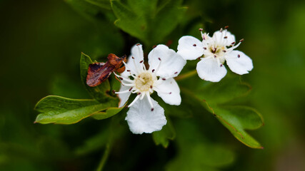 Petite fleur des dunes