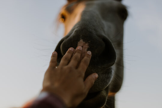 A girls hand on a nose of a grey horse