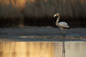 Greater Flamingo at Asker marsh in the morning hours, Bahrain