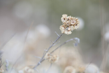 fleur sauvage à la fin de l'été