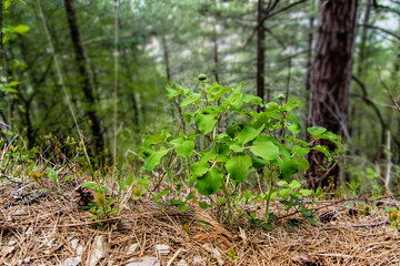 landscape forest with rocks and pine trees
