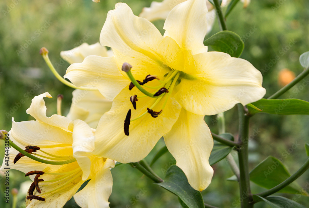 Wall mural lily, flower in the garden, ornamental flowerbed. photo in the natural environment.