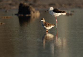 A ruff at Asker Marsh with backdrop of black winged stilt, Bahrain