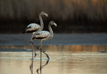Greater Flamingos at Asker marsh in the morning hours, Bahrain