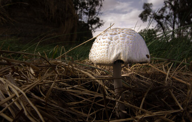 mushroom in the grass