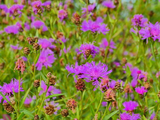 bright blooming wildflower cornflowers green meadow
