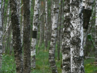  thin trunks of birch in a wet forest