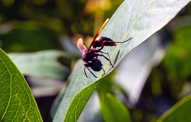 A big bee carrying food perches on a leaf
