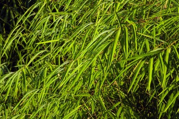 Bamboo leaves with water splash in a rainy day