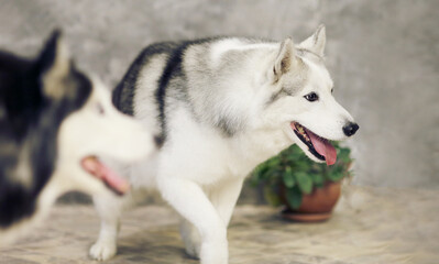 Siberian husky dogs of gray and white colors on a gray background
