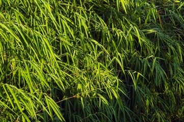 Bamboo leaves with water splash in a rainy day