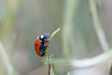 Coccinelle arrivée en haut d'une tige
