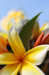 Close up from a yellow, white and green plumeria hawaiian flower with a blue sky as background, the flower symbolizes positivity