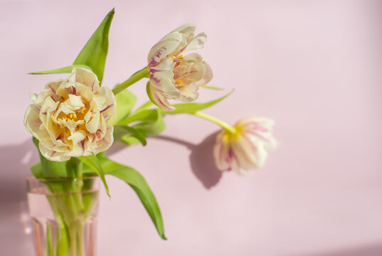 Pink and white tulips on pink background