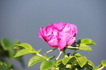 Rosa rugosa - beach rose. Pink rosehip flower on a sunny day.