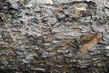 Full frame wallpaper closeup of isolated rough tree bark
