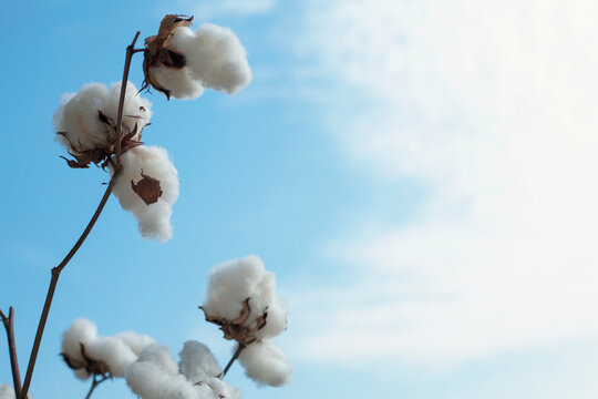 Close up of cotton on sky background