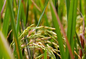 Rice plant on the field, selected focus, natural background