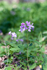 meadow flowers, summer meadow, nature background