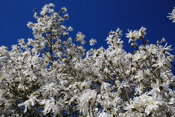 Beginning of springtime - closeup of isolated blooming white star magnolia tree blossoms (magnolia stellatum) against deep blue cloudless sky with contrasting colors
