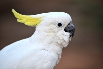 white cockatoo parrot : close up head © Prin