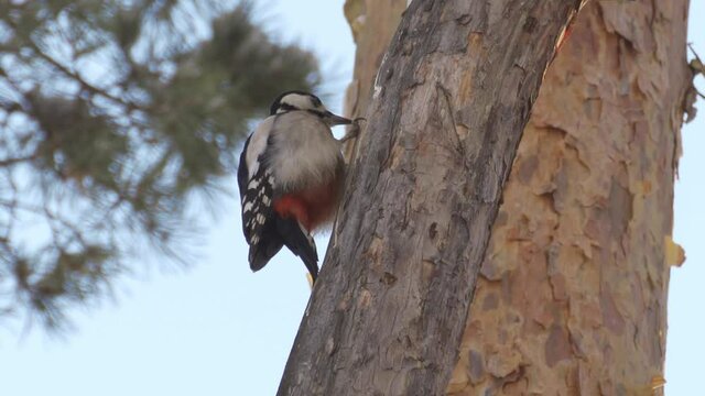 Great spotted woodpecker (Dendrocopos major) male hammering on tree stump.