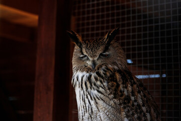 Eagle-owl at his aviary in the zoo.