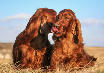Happy kissing  irish setter dogs lying in the grass and licking mouth. Pet love, talking dogs...