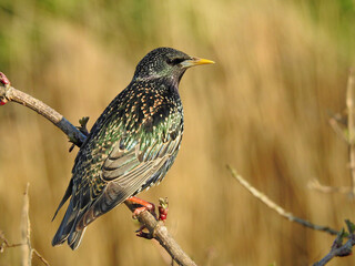 Common Starling Perched at Rye Harbour