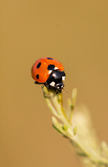 Cute red dotted ladybug sitting on a green grass