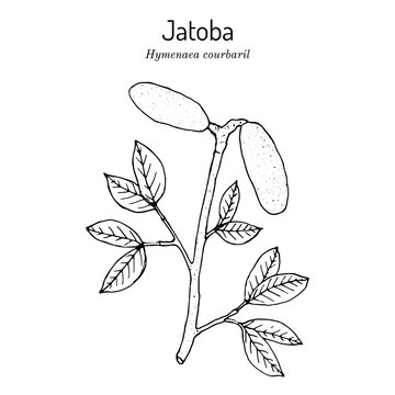 Jatoba, Hymenaea courbaril, or West Indian locust, Brazilian cherry, edible plant