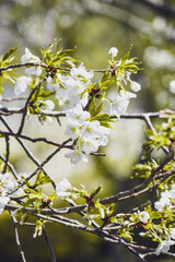 White Cherry Blossom Flowers