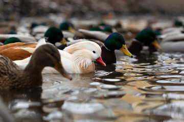 Male white mandarin duck albino swimming in lake among other ducks