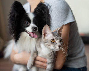 A woman holds in her hands a brush sphinx cat and a papillon dog
