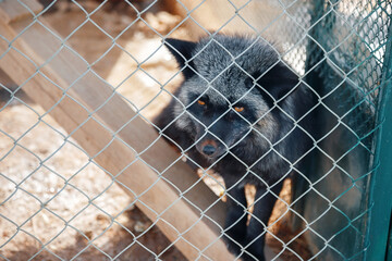 Black fox in a cage, in the zoo, in the winter. Keeping animals in captivity.