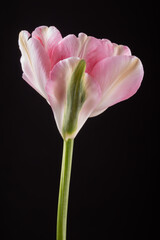 Single pink tulip in backlight on a black background