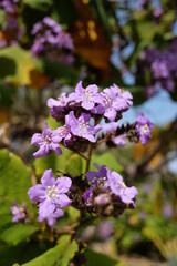 Obraz premium violet flowers