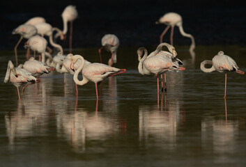 Greater Flamingos in the morning at Tubli bay, Bahrain