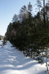 winter and snow in the pine forest
