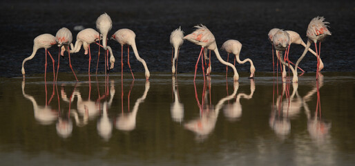 Fototapeta premium Greater Flamingos feeding at Tubli bay in the morning, Bahrain