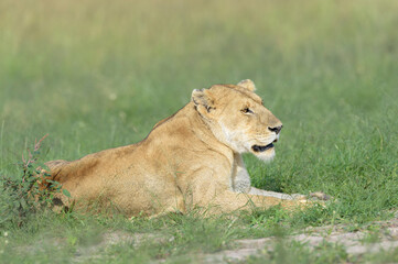Lioness (Panthera leo) lying down on savanna, Maasai Mara National Reserve, Kenya
