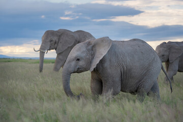 African elephant (Loxodonta africana) juvenile, walking with herd on savanna, Amboseli national park, Kenya.