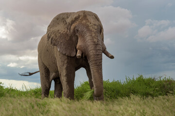 Fototapeta premium African elephant (Loxodonta africana) bull eating grass close by, looking at camera, Amboseli national park, Kenya.