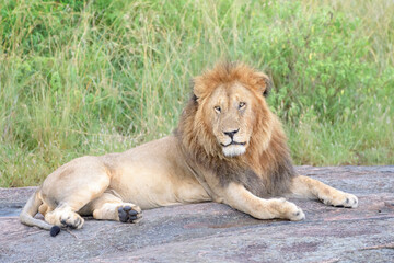 Male African Lion (Panthera leo) lying down on savanna, Masai Mara, Kenya.