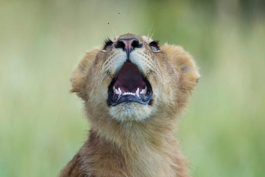 Young Lion Cub (Panthera Leo) Biting At Flies, Maasai Mara National Reserve, Kenya
