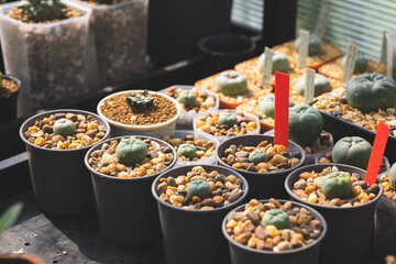 Beautiful green cactus plant in pot arranging in greenhouse.