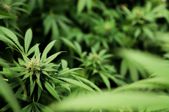 Medicinal Cannabis - Plantation