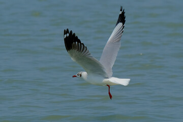 Brown-headed gull
