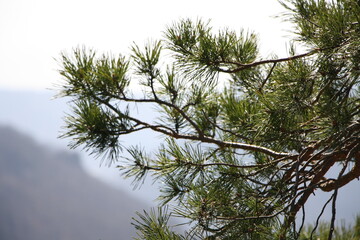 Sträucher der Unendlichkeit